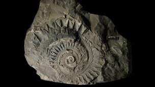Illustration for article titled This horrifying Palaeozoic fish had a buzz saw for a face